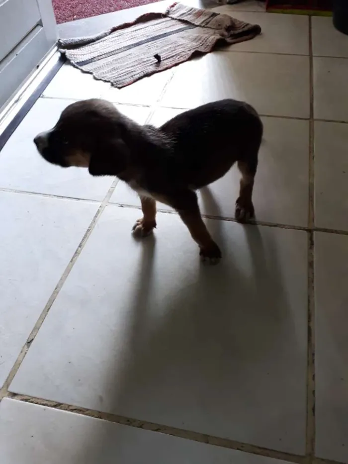 Cachorro raça Indefinida idade 2 a 6 meses nome Nao tem