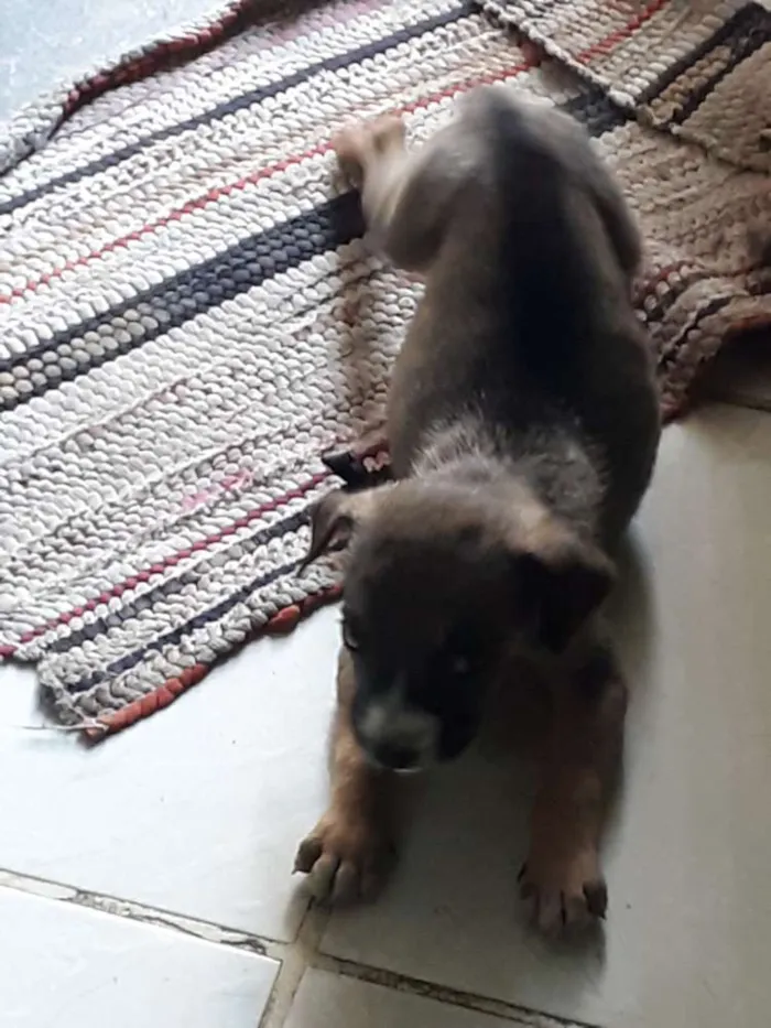 Cachorro raça Indefinida idade 2 a 6 meses nome Nao tem