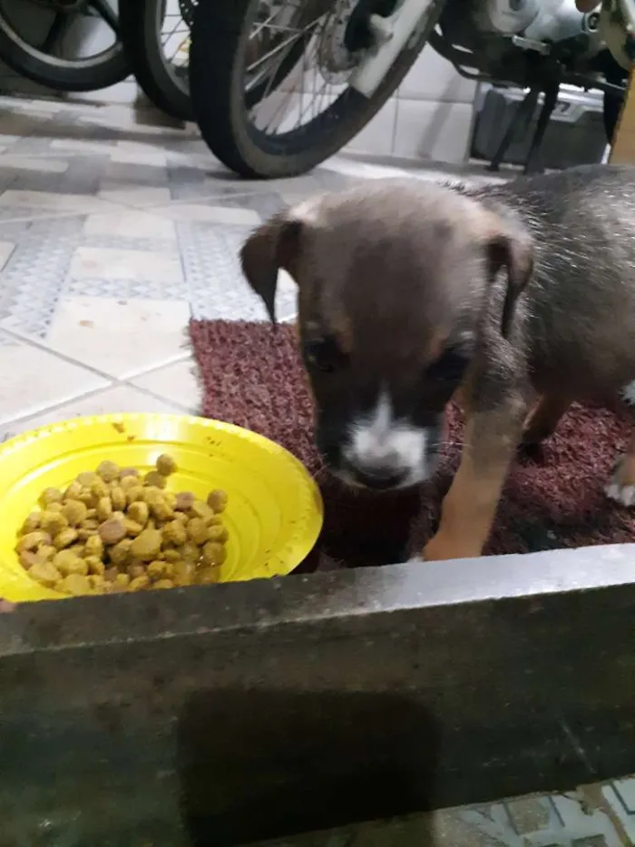 Cachorro raça Indefinida idade 2 a 6 meses nome Nao tem