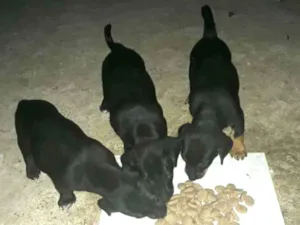 Cachorro raça Sem raça definida idade Abaixo de 2 meses nome Sem nome