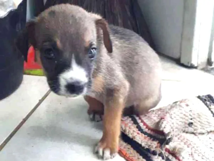 Cachorro raça Indefinida idade 2 a 6 meses nome Nao tem