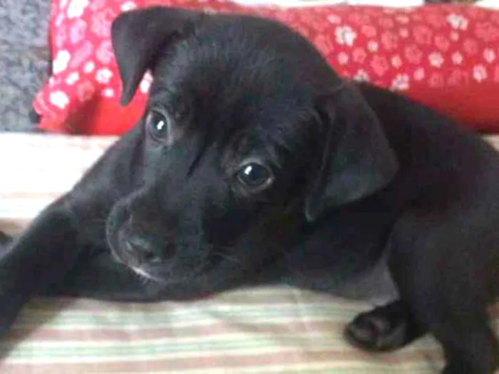 Cachorro ra a viralata idade Abaixo de 2 meses nome pretinho