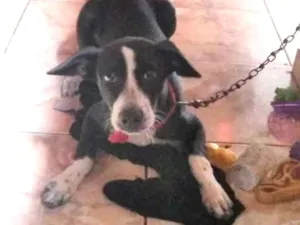 Cachorro raça Não sei definir idade 2 a 6 meses nome Apolo