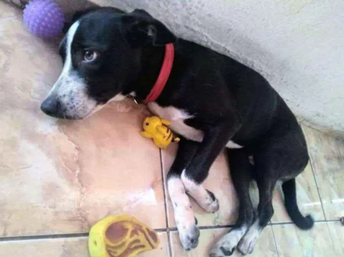 Cachorro ra a Não sei definir idade 2 a 6 meses nome Apolo