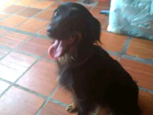 Cachorro raça SRD idade 2 anos nome Afrodite