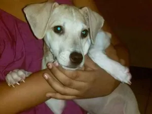 Cachorro raça Srd idade 2 a 6 meses nome Sem nome