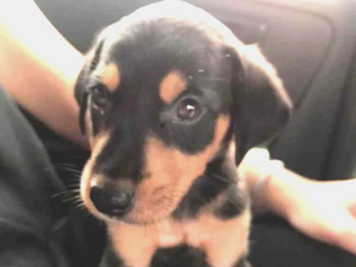 Cachorro ra a Pinscher com Fox Paulistinha  idade 2 a 6 meses nome Luna
