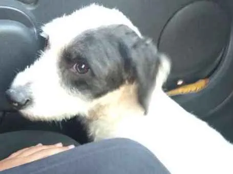 Cachorro ra a Não sei idade 1 ano nome Não sei