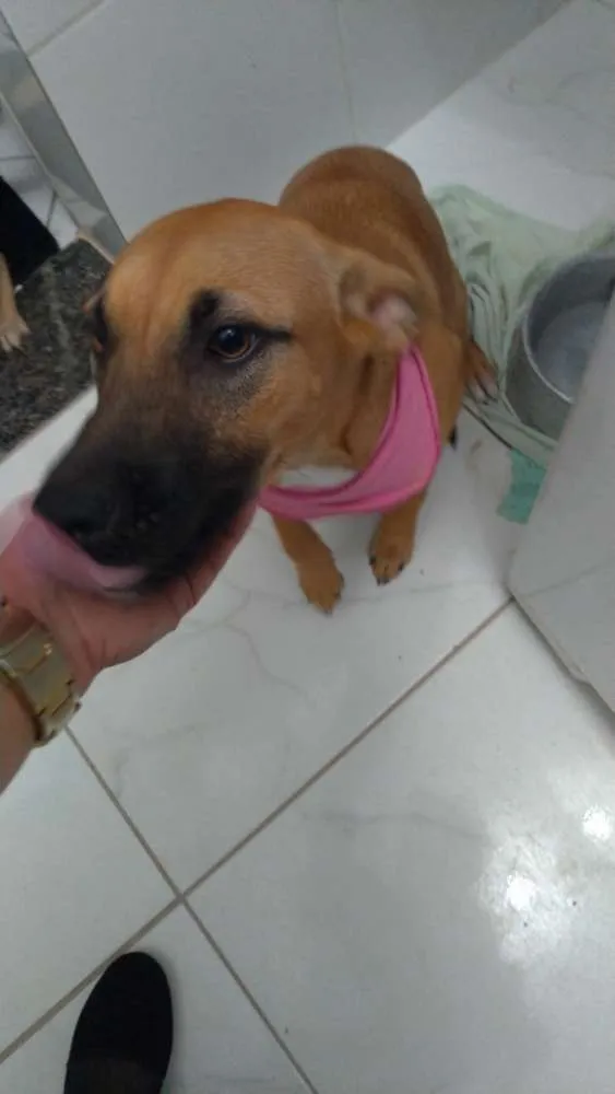 Cachorro ra a SRD idade 7 a 11 meses nome Melissa