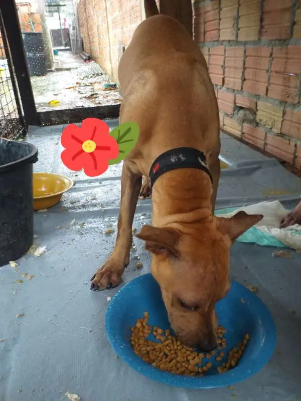 Cachorro ra a Chapê misturado com vira lata idade 2 a 6 meses nome Fiona