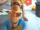 Cachorro raça Chapê misturado com vira lata idade 2 a 6 meses nome Fiona