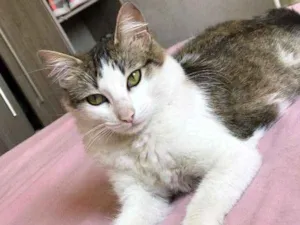 Gato raça de rua  idade 1 ano nome mel  / linda 