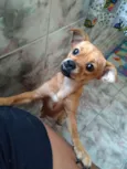 Estrela