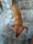 Estrela