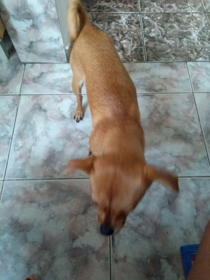 Cachorro ra a Pinscher idade 7 a 11 meses nome Estrela