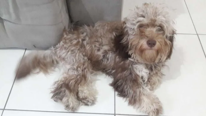 Cachorro raça Ilhasa com pudou idade 7 a 11 meses nome Sol