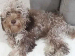 Cachorro raça Ilhasa com pudou idade 7 a 11 meses nome Sol