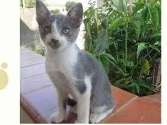 Gato ra a Vira lata idade 2 a 6 meses nome Tom
