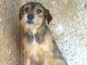 Cachorro raça SRD idade 2 anos nome Vitório