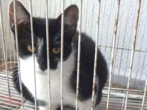 Gato raça SRD idade 2 a 6 meses nome Gatinha