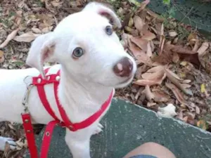 Cachorro raça SRD idade 2 a 6 meses nome Nina