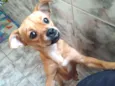 Estrela