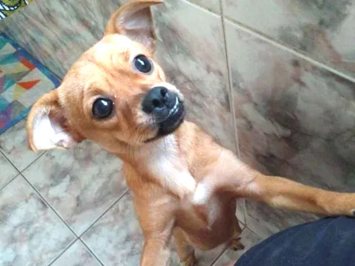 Cachorro ra a Pinscher idade 7 a 11 meses nome Estrela
