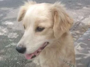 Cachorro raça Não definida idade 1 ano nome Clarinha