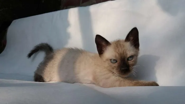 Gato ra a SRD idade 2 a 6 meses nome Cappuccino 
