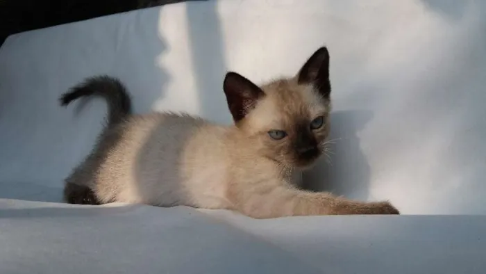 Gato ra a SRD idade 2 a 6 meses nome Cappuccino 