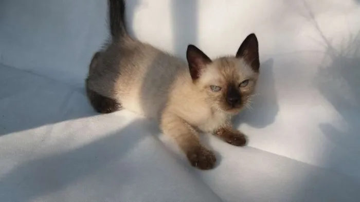 Gato ra a SRD idade 2 a 6 meses nome Cappuccino 