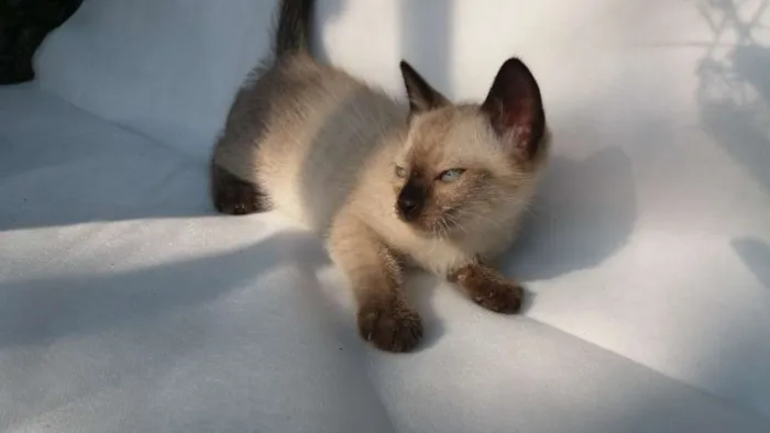 Gato ra a SRD idade 2 a 6 meses nome Cappuccino 