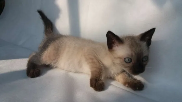 Gato ra a SRD idade 2 a 6 meses nome Cappuccino 