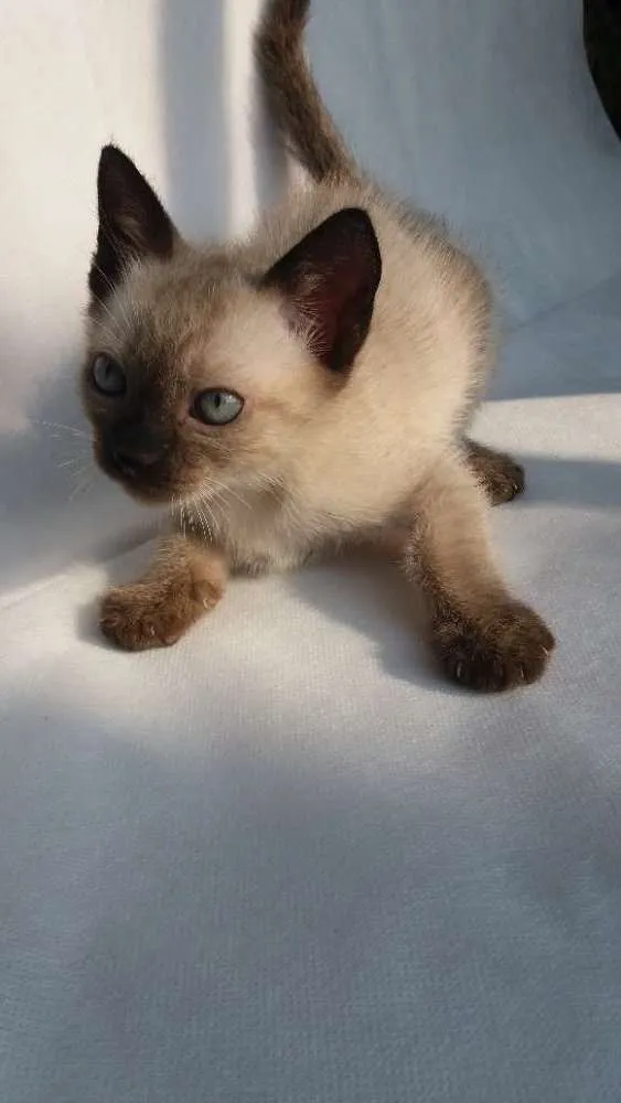 Gato ra a SRD idade 2 a 6 meses nome Cappuccino 