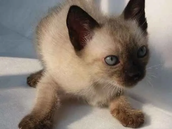 Gato ra a SRD idade 2 a 6 meses nome Cappuccino 
