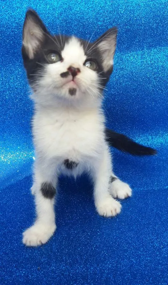 Gato ra a SRD idade 2 a 6 meses nome Milka