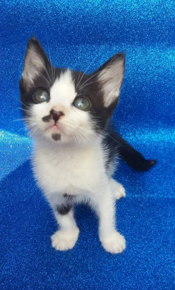 Gato ra a SRD idade 2 a 6 meses nome Milka