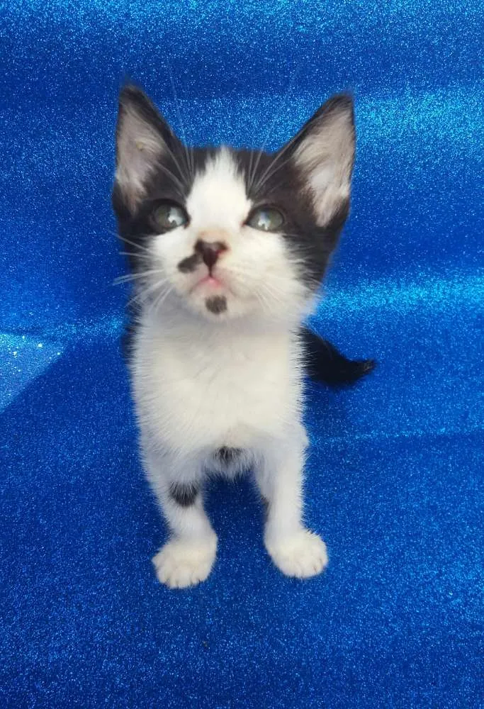 Gato ra a SRD idade 2 a 6 meses nome Milka