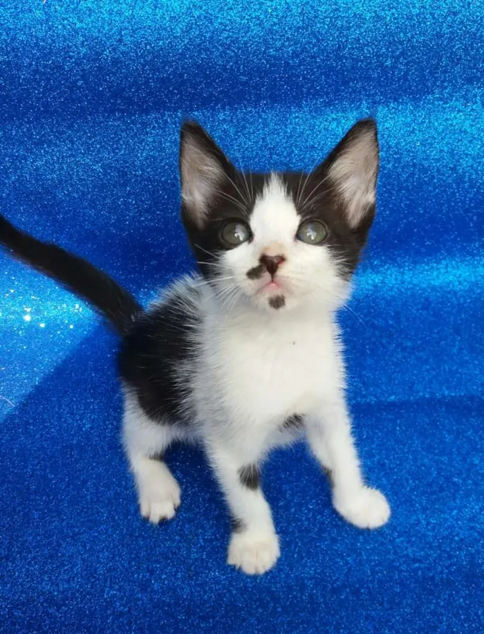 Gato ra a SRD idade 2 a 6 meses nome Milka