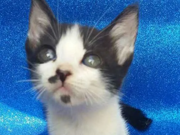 Gato ra a SRD idade 2 a 6 meses nome Milka