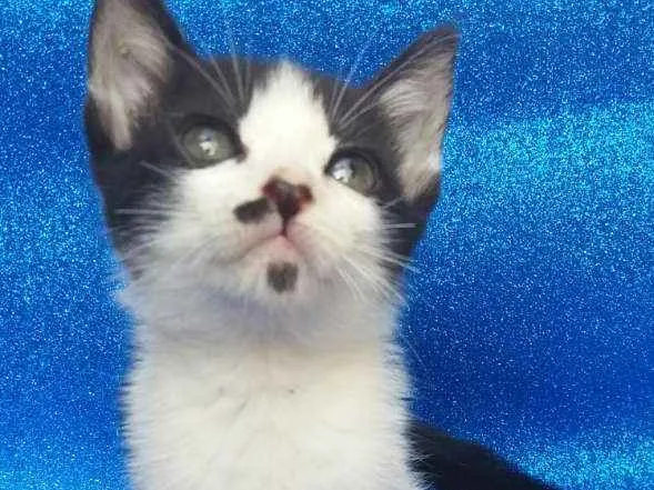 Gato ra a SRD idade 2 a 6 meses nome Milka