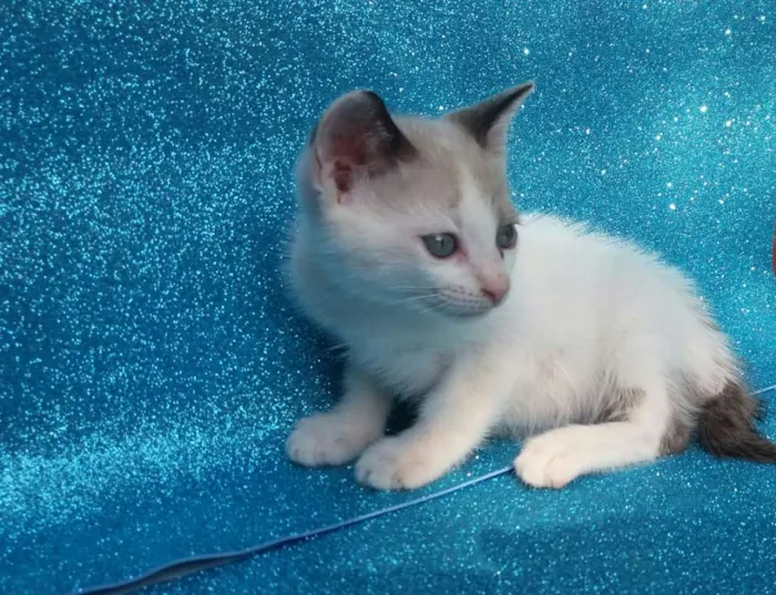 Gato ra a SRD idade 2 a 6 meses nome Croissant 