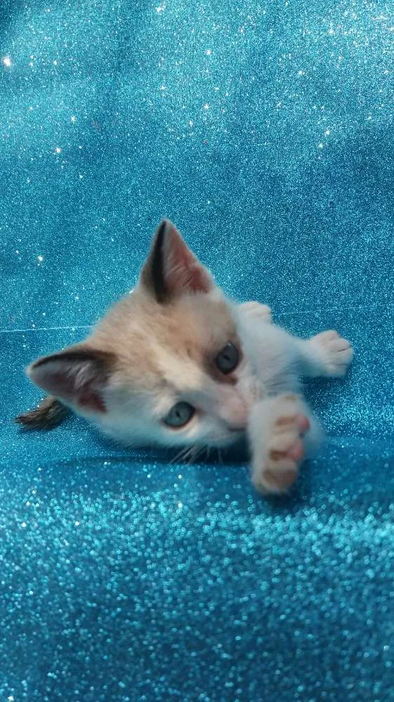 Gato ra a SRD idade 2 a 6 meses nome Croissant 