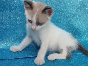 Gato raça SRD idade 2 a 6 meses nome Croissant 