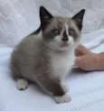 Tammy
