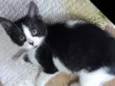 Maya