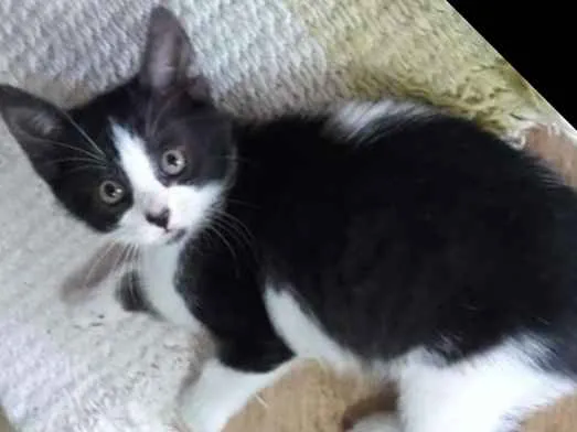 Gato ra a SRD idade Abaixo de 2 meses nome Maya