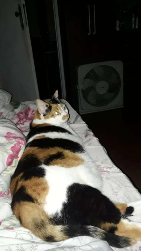 Gato ra a Vira lata  idade 5 anos nome Nina