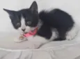 Maya