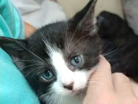 Gato ra a SRD idade Abaixo de 2 meses nome Maya